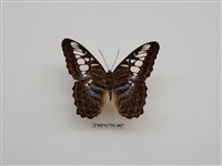 藏品(外國蝴蝶)的圖片